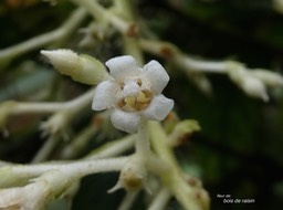 Bertiera sp.bois de raisin.(fleur ) rubiaceae.endémique Réunion.P1012873