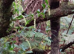Bulbophyllum nutans - EPIDENDROIDEAE - Indigène Réunion - 111130