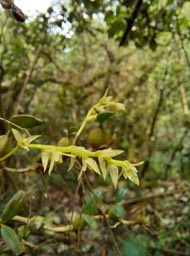 Bulbophyllum nutans - EPIDENDROIDEAE - Indigène Réunion - 093512