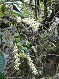 Bulbophyllum nutans.Ti carambole.orchidaceae.indigène Réunion.P1012853
