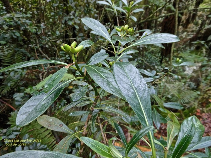 Chassalia gaertneroides.Bois de corail.bois de lousteau.(avec fruits verts )rubiaceae.endémique Réunion.P1012841
