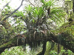 Cordyline mauritiana.canne marronne.asparagaceae.endémique Réunion Maurice et fougère ficelle .P1012888