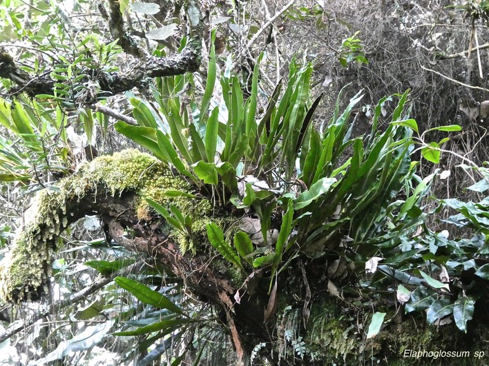 Elaphoglossum sp . fougère .dryopteridaceae. P1012936