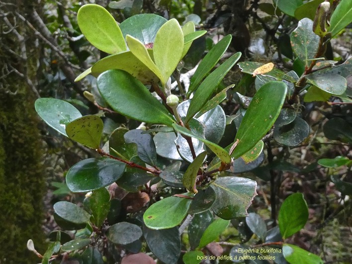 Eugenia buxifolia .bois de nèfles à petites feuilles.myrtaceae.endémique Réunion.P1012920