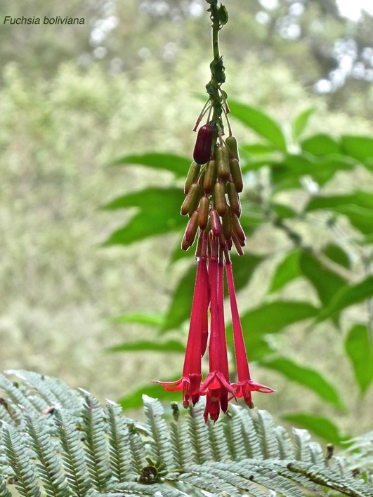 Fuchsia boliviana. fuchsia à grandes fleurs.onagraceae. espèce envahissante.P1012849