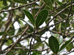 Geniostoma angustifolium ? bois de piment .loganiaceae.P1012777