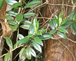 Geniostoma angustifolium .bois de piment.loganiaceae.P1012735