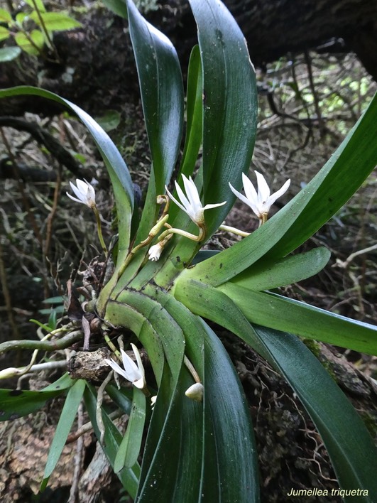 Jumellea triquetra.orchidaceae.endémique Réunion.P1012852