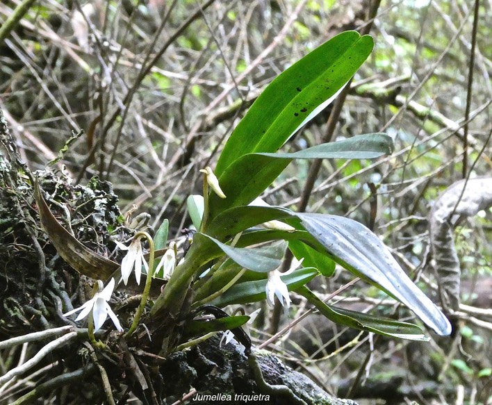 Jumellea triquetra.orchidaceae.endémique Réunion.P1012856