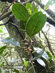Melicope borbonica .petit bois de catafaille.rutaceae.endémique Réunion.P1012738