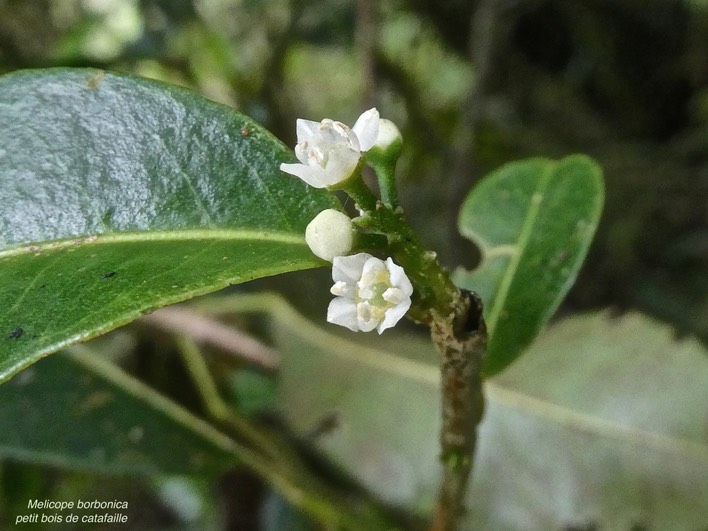 Melicope borbonica.petit bois de catafaille.rutaceae.endémique Réunion.P1012741