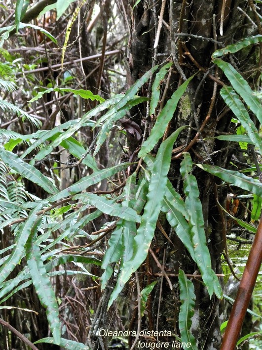 Oleandra distenta.fougère liane.oleandraceae.indigène Réunion.P1012787