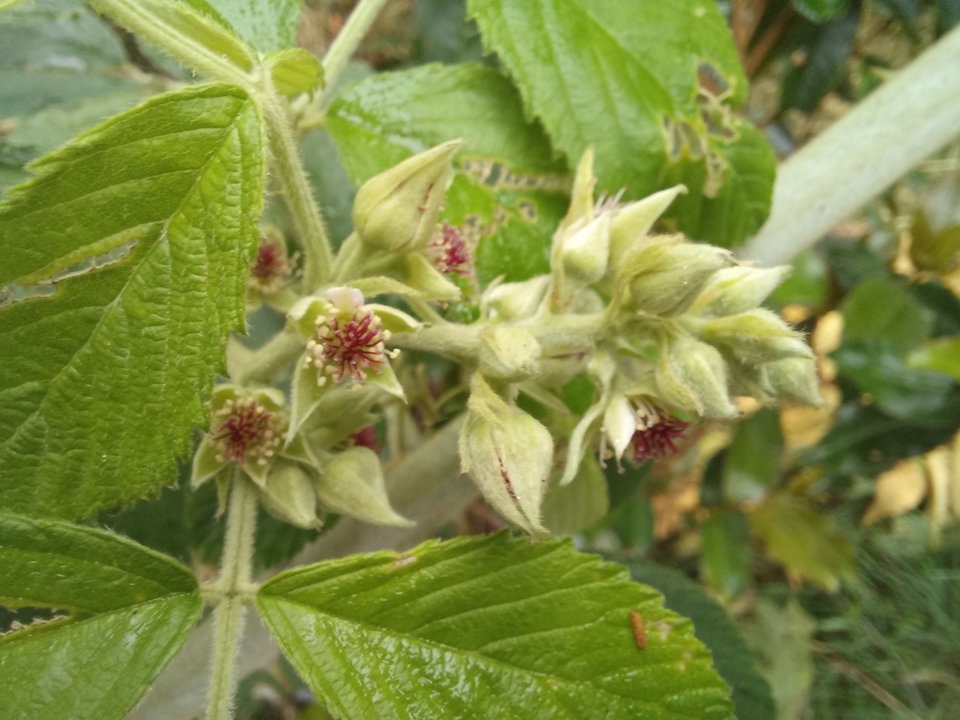 Rubus apetalus - Ronce blanche (fleurs sans pétale) - ROSACEAE - Indigène Réunion