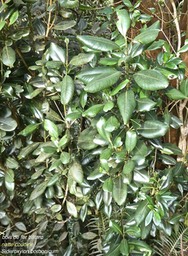 Sideroxylon borbonicum.bois de fer bâtard.natte coudine .sapotaceae.endémique Réunion.P1012736