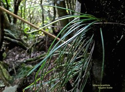 Vittaria isoetifolia .fougère ficelle.pteridaceae.indigène Réunion.P1012768