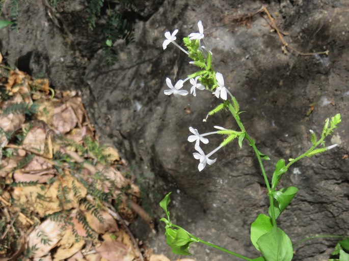 30 Pervenche à fleurs blanches Plumbago Zeylanica Plumbaginaceae IMG_3296