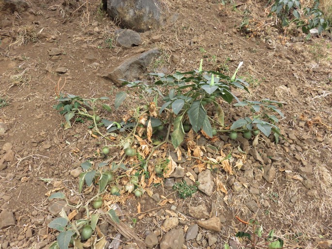 48 Datura trompette ou Herbe à Sitarane - Datura innoxia - Solanaceae IMG_3317