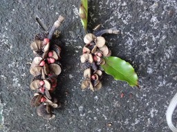 DSC04367 Michelia champaca gousses et fruits du Champac