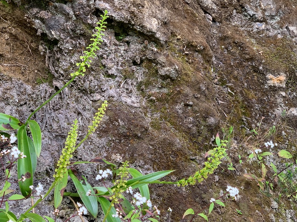 Benthamia latifolia