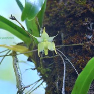 Aeranthes arachnites Orchidaceae  Indigène La Réunion 8889.jpeg