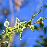 Angraecum eburneum Petite come?te Orch idaceae Indigène La Réunion 8935.jpeg