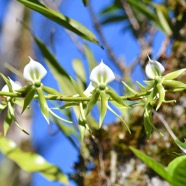 Angraecum eburneum Petite comète Orchidaceae Indigène La réunion 8934.jpeg
