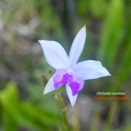 Arudina graminifolia Orchide?e  bambou Orchidaceae EE 9001.jpeg