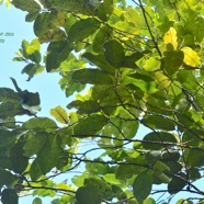 Diospyros borbonica Bois noir des hauts E benaceae Endémique La Réunion 8912.jpeg