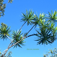 Dracaena reflexa Bois de chandelle Aspa ragaceae Indigène la Réunion 8978.jpeg