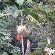 Hyophorbe indica Palmiste poison Arec aceae Endémique la Réunion 9014.jpeg