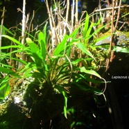 Lepisorus spicatus Polypodiaceae  Indigène La Réunion 8886.jpeg