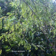 Phyllanthus casticum Bois de demoiselle Phy llanthaceae Indigène La Réunion 9008.jpeg