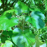 piper umbellatum Piperaceae Cryptogène 8938.jpeg