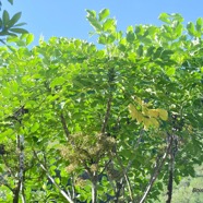 Polyscias repanda Bois de papaye Arali aceae Endémique La Réunion 8961.jpeg