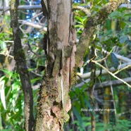 Psilotum mauritianum Bois de pêche marron Myrtaceae Endémique la Réunion,Maurice 8953.jpeg