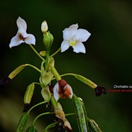 Spathoglottis plicata Orchide? e coco Orchidaceae EE 8983.jpeg