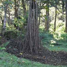 Ficus mauritiana - Pied de Bois rasta - Affouche rouge - MORACEAE - Endemique Reunion Maurice - MB3_2904.jpg