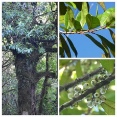Psiloxylon mauritianum - Bois de peche marron - MYRTACEAE - Endemique Reunion Maurice - 20230712_212159.jpg