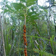 Trentepohlia sp - Algues vertes sur Bois de papaye - TRENTEPOHLIACEAE - P1070044.jpg