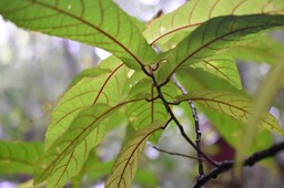 Acalypha integrifolia- Bois de violon - EUPHORBIACEAE - Indigène Réunion