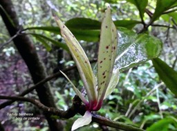 Badula barthesia . bois de savon. bois de pintade . myrsinaceae .endémique RéunionP1710646