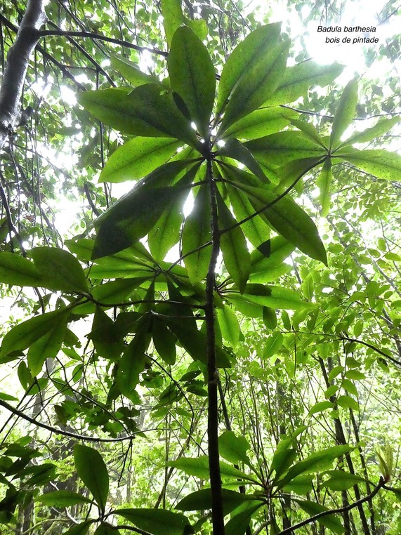 Badula Barthesia . bois de pintade .myrsinaceae.endémique Réunion .P1710647