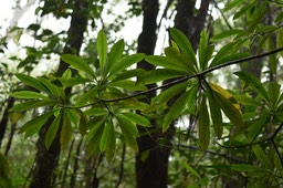 Ochrosia borbonica - Bois jaune - APOCYNACEAE - Endémique Réunion