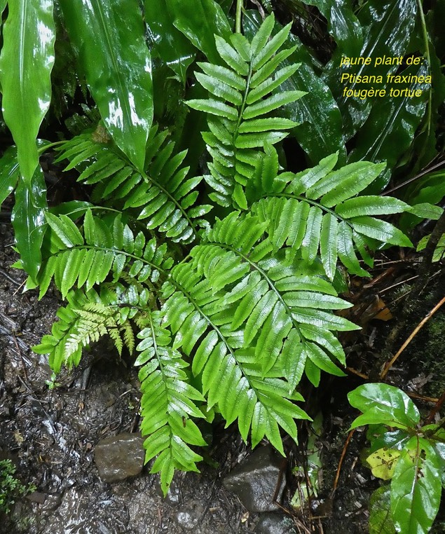 Ptisana fraxinea . fougère tortue .jeune plant.marattiaceae.indigène Réunion..P1710589