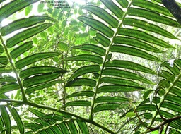 Ptisana fraxinea .fougère tortue .marattiaceae.indigène Réunion.P1710591