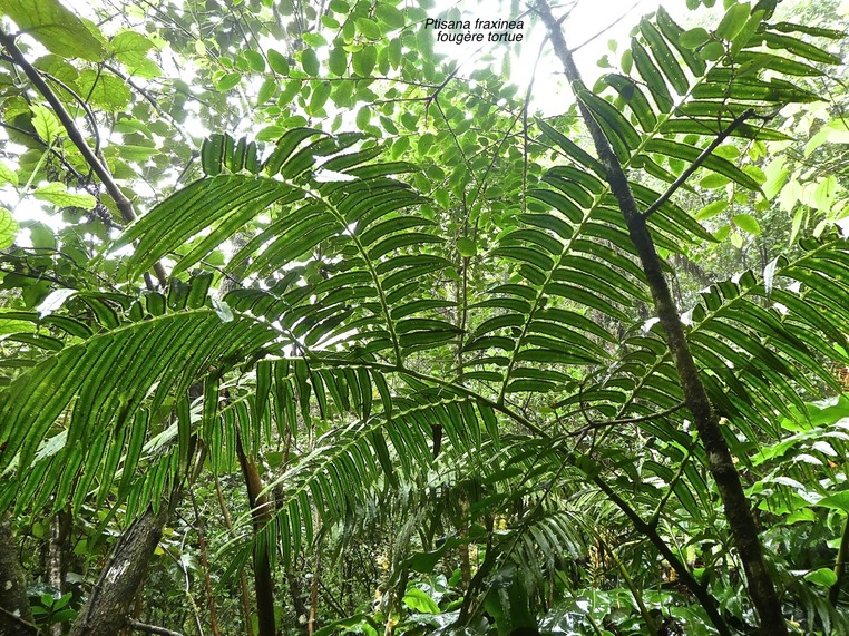 Ptisana fraxinea .fougère tortue .marattiaceae. indigène Réunion.P1710592
