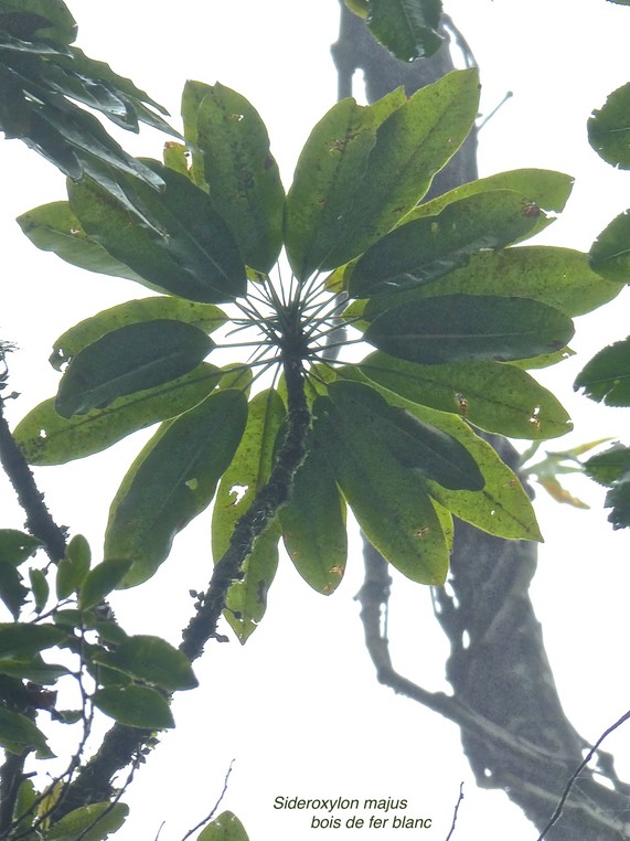 Sideroxylon majus . bois de fer blanc.sapotaceae.endémique Réunion.P1710605