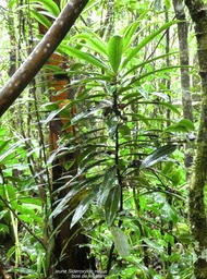Sideroxylon majus .bois de fer blanc .sapotaceae.endémique Réunion.P1710575