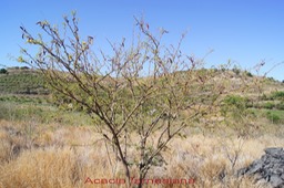 Acacia farnesiana-2