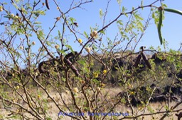 Acacia farnesiana-Fabacée - exo